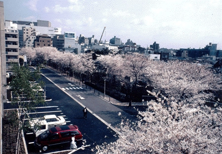 桜の時期、2号館から大井町を臨む（1）